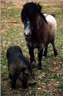 Pony and Black Domestic Pig