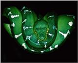 Emeral Tree Boa