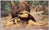 Clipart - Tamanduas and Armadillo
