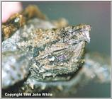 A Happy Alligator Snapping Turtle