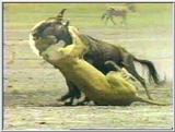 Two Female Lions take a Wildebeest