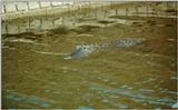 Alligator in Moat - Fort Pulaski, GA - alli01.jpg