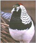 Pheasant - Lady Amherst -- Lady Amherst's pheasant (Chrysolophus amherstiae)