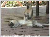 Monkeys in Samburu, Kenya