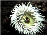 Sea Anenomae - Oregon Coast Aquarium - anen01.jpg