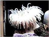 Sea Anemonae - Oregon Coast Aquarium - anen03.jpg