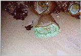 Sea Anenomae - Cape Perpetua, OR - anen05.jpg