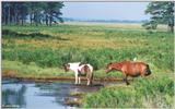 Wild Ponies of Assateague Island Virginia 2
