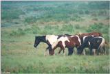 Wild Ponies of Assateague Island Virginia 3