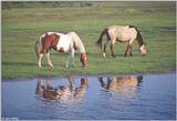 Wild Ponies of Assateague Island, Virginia