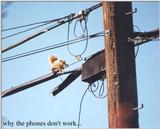 Why the Phones Don't Work - Squirrel 78k jpg