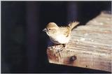 Feathered Squirrel 70k jpg