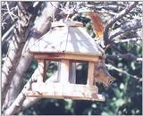 Why Birds Starve 91k jpg