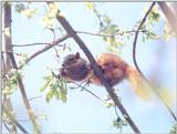 Fox Squirrel 75k jpg