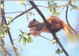 Fox Squirrel 92k jpg