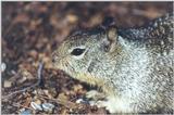 Calif Ground Squirrel 112k jpg
