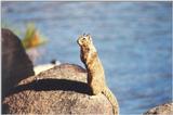 Calif Ground Squirrel 114k