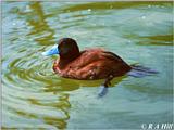 Argentine Ruddy Duck