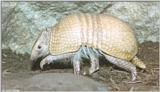 La Plata Three-banded Armadillo (Tolypeutes matacus) #1