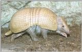 La Plata Three-banded Armadillo (Tolypeutes matacus) #2