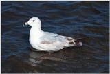 as01p023.jpg -- Ring-billed Gull???