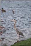 Less interesting animals than usual - as01p027.jpg