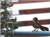 Less interesting animals than usual - as01p031.jpg