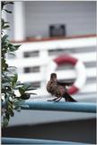 Less interesting animals than usual - as01p032.jpg