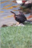 Less interesting animals than usual - as01p033.jpg