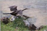 Less interesting animals than usual - as01p034.jpg