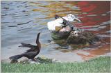 Less interesting animals than usual - as01p035.jpg