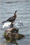 Less interesting animals than usual - as01p036.jpg