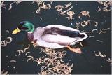 It's not that great, but I didn't want to duck my responsibilities. - as01p045.jpg