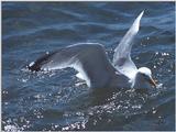 A flock of seagulls - as01p048.jpg