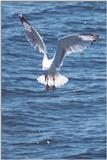 A flock of seagulls - as01p049.jpg