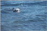 A flock of seagulls - as01p051.jpg