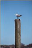 2 dogs, a goose, and 7 seagulls - as01p054.jpg