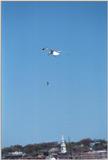 2 dogs, a goose, and 7 seagulls - as01p055.jpg