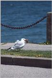 2 dogs, a goose, and 7 seagulls - as01p056.jpg