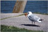 2 dogs, a goose, and 7 seagulls - as01p057.jpg