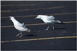 2 dogs, a goose, and 7 seagulls - as01p061.jpg