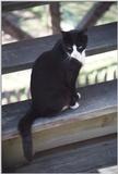 Cats and dogs, living together! - as01p063.jpg