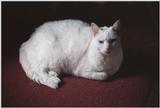 Cats and dogs, living together! - as01p064.jpg