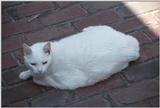 Cats and dogs, living together! - as01p065.jpg