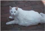 Cats and dogs, living together! - as01p066.jpg