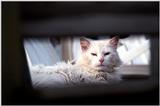 Cats and dogs, living together! - as01p067.jpg