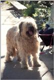 Cats and dogs, living together! - as01p068.jpg