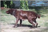 Cats and dogs, living together! - as01p071.jpg