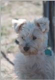 Cats and dogs, living together! - as01p072.jpg