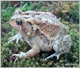 An American Toad